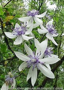 220px-Clematis_akoensis.jpg