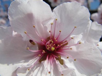 Mandelblüte 2.jpg