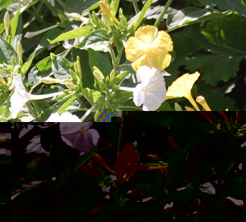 Mirabilis - gelb/weiß