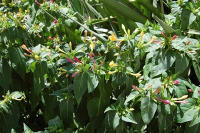 Mirabilis - geschlossene Blüten
