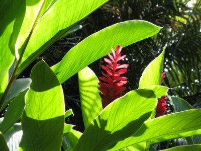 Einen Ingwer habe ich auch fotografiert