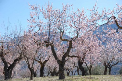 Mandelblüte Ende Februar - El Comtat