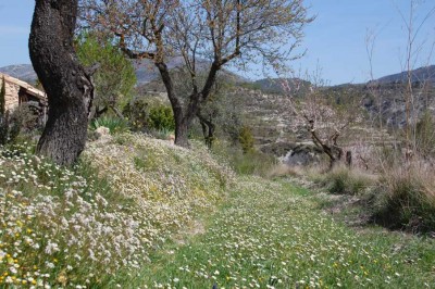Frühling 1.JPG