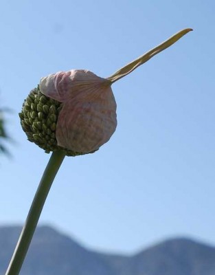 Blütenknospe im Frühsommer - Die Blüte sieht auch zwischen Rosen gut aus.