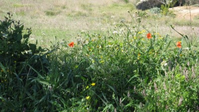 Frühling2012 026 [800x600].jpg