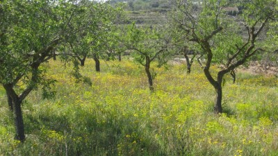 Frühling2012 034 [800x600].jpg