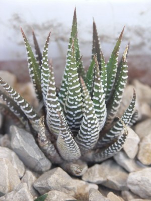 Aloe Aristata (noch gaaanz winzig bei mir...)