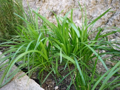 Schnittknoblauch.jpg (145.69 KiB) 5296 mal betrachtet Schnittknoblauch