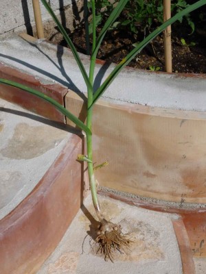 Knoblauch03.jpg