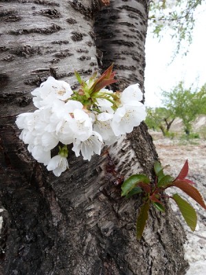 P1020093.JPG (187.52 KiB) 9483 mal betrachtet neues Leben an altem Stamm