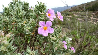 andere Seite nach Vall de Ebo