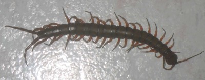 K800_Hundertfüsser.JPG (73.46 KiB) 11518 mal betrachtet Das war der Übeltäter: Skolopender, ca. 12 cm lang und ca. 1 ,5 cm dick