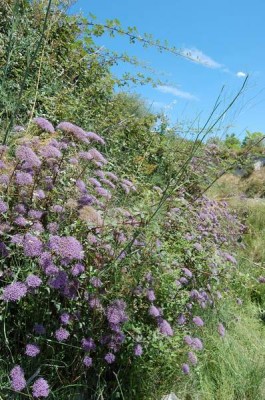 lila%20Blumen.JPG (66 KiB) 18348 mal betrachtet Unbekannte Schöne