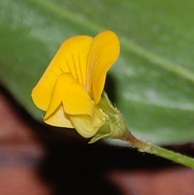 Blüte (Nahaufnahme)