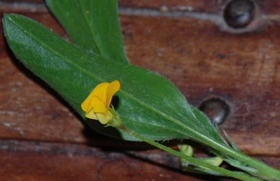 K800_4 Blatt und Blüte.JPG (64.92 KiB) 2647 mal betrachtet Blatt und Blüte