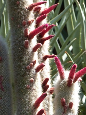 Kaktusblüten