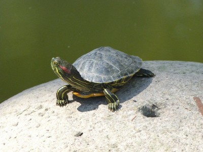 kleine Schildkröte