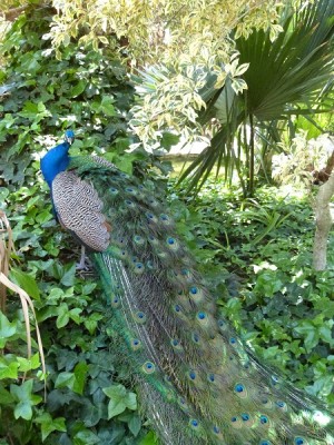 ein Pfau, der sich leider nicht in seiner ganzen Schönheit zeigte