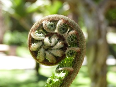 ein junges Farnblatt