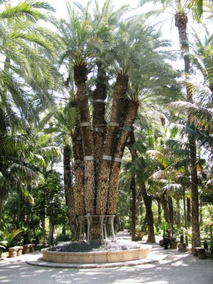 Die &quot;Kaiserliche Palme&quot; (Palmera Imperial) hat sieben Stämme<br />und wurde nach Kaiserin Sissi benannt, die den Garten<br />&quot;Huerto del Cura&quot; 1894 besuchte.