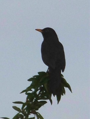 Amsel in der Dämmerung