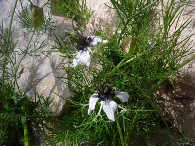 Blüte (vorher blau - dann weiß)