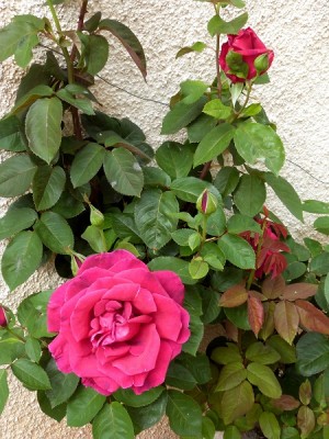 P1030019.JPG (166.66 KiB) 6579 mal betrachtet 8 Jahre alt, im Herbst radikal zurückgeschnitten weil ziemlich verholzt