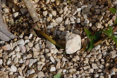 K800_DSC_0675.JPG (151.79 KiB) 4348 mal betrachtet Absenker für Florecilla