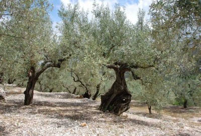 Pla de Petracos: Olivenhain