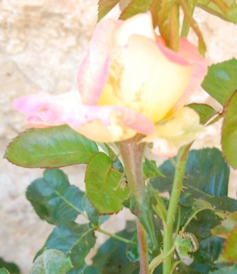 Rose Raupe rechts unten.JPG (143.07 KiB) 7580 mal betrachtet Befallene rose, Raupe rechts unten