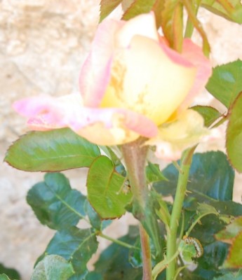 Befallene rose, Raupe rechts unten