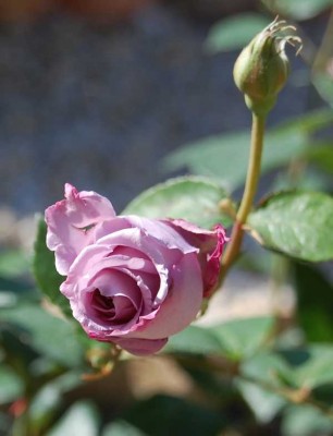 Rose 1.JPG (57.9 KiB) 7580 mal betrachtet Knospen Rosal Grandiflora Sissi