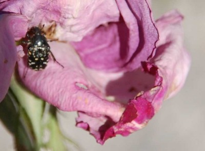 Rose + Käfer.JPG (57.17 KiB) 7580 mal betrachtet einer der Käfer, die auch fliegen können.