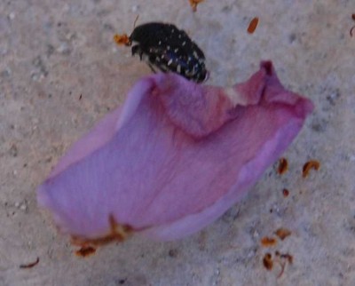 Rose Käfer Blatt.JPG (53.62 KiB) 7580 mal betrachtet Größe des Käfers im Vergleich zum Blatt