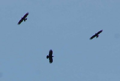 Greifvögel - Flugbild (Ausschnitt)