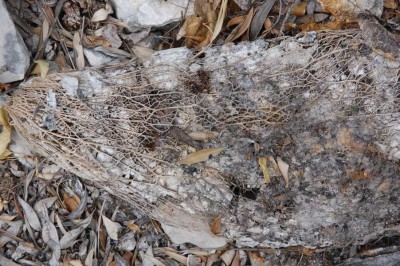 DSC_0369.JPG (169.65 KiB) 1127 mal betrachtet Dann überlegt euch noch bis morgen, um was für ein "Blatt" es sich hierbei handeln könnte.