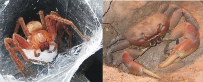 Spinne und Krabbe - weder verwandt noch verschwägert...