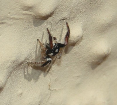 Springspinne3.jpg