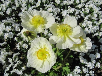 Mohn weiß.jpg
