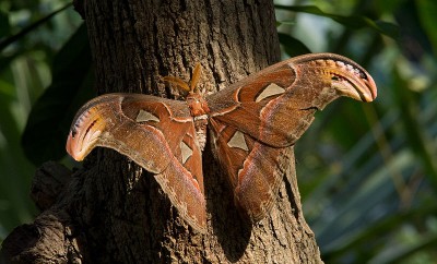 800px-Attacus_atlas-01_(xndr).jpg (111.07 KiB) 1585 mal betrachtet Urheber: Svdmolen