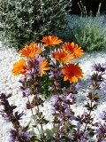 teucrium, salvia, gazanie .JPG