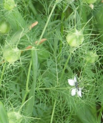 Jungfer im Grünen (Gartenschwarzkümmel)