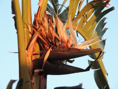Rätsel.JPG (981.49 KiB) 2281 mal betrachtet Baum-Strelitzie (Strelitzia nicolai)