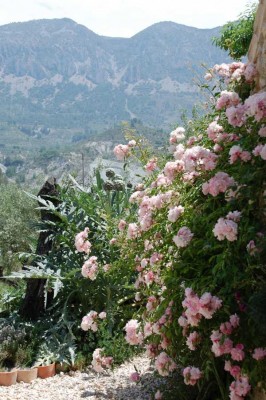 Blüht in meinem Garten auch eine Albertine?