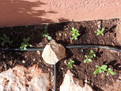 Tag17.1.JPG (987.98 KiB) 2172 mal betrachtet Die Bewässerungsschläuche sind zwar nicht so schön,<br />aber den Pflänzchen scheint es ganz gut zu gehen.