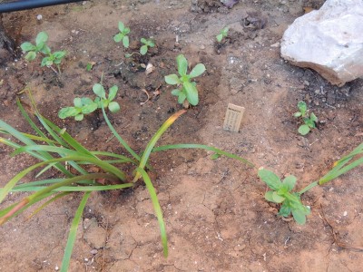 Zinnien in freier Wildbahn