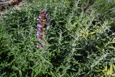 Küchensalbei (Salvia oficinalis) - Staude des Jahres 2003