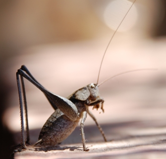 Schreck macht Männchen