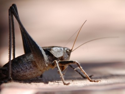 schreckliche Kauwerkzeuge