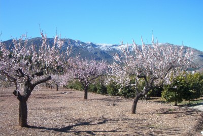 Mandelblüte mit Serella-Gebirge im Hintergrund